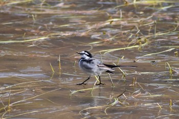 White Wagtail Kobe Forest Botanic Garden Sun, 1/19/2020