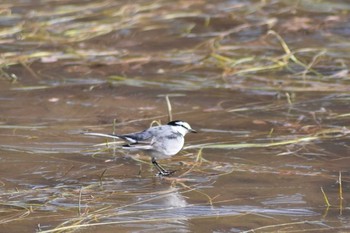 White Wagtail Kobe Forest Botanic Garden Sun, 1/19/2020