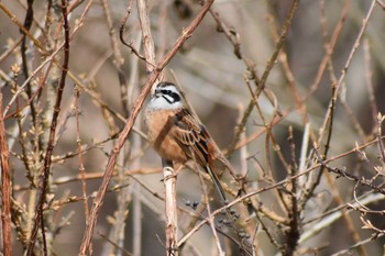 Meadow Bunting Kobe Forest Botanic Garden Sun, 1/19/2020