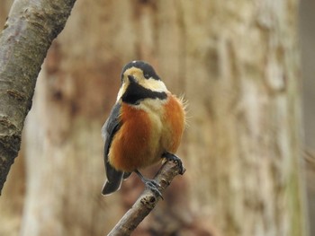 Varied Tit 寒洞池 Sun, 1/19/2020