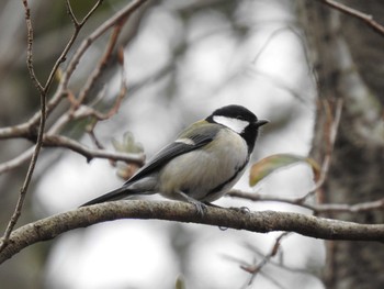 Japanese Tit 寒洞池 Sun, 1/19/2020