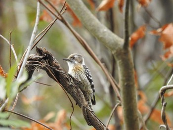 Japanese Pygmy Woodpecker 寒洞池 Sun, 1/19/2020