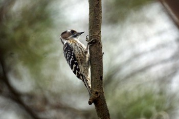 Japanese Pygmy Woodpecker 神奈川県 Sat, 1/11/2020