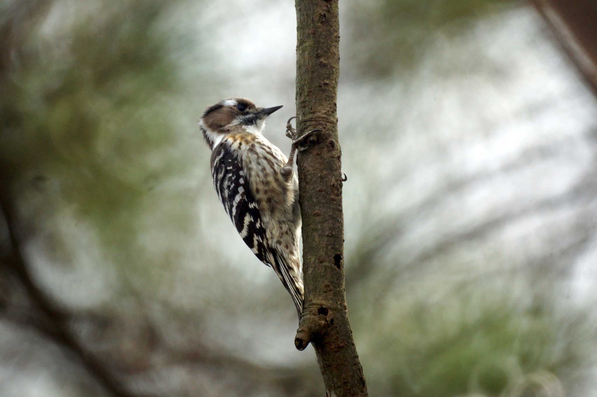 Photo of Japanese Pygmy Woodpecker at 神奈川県 by アカウント1