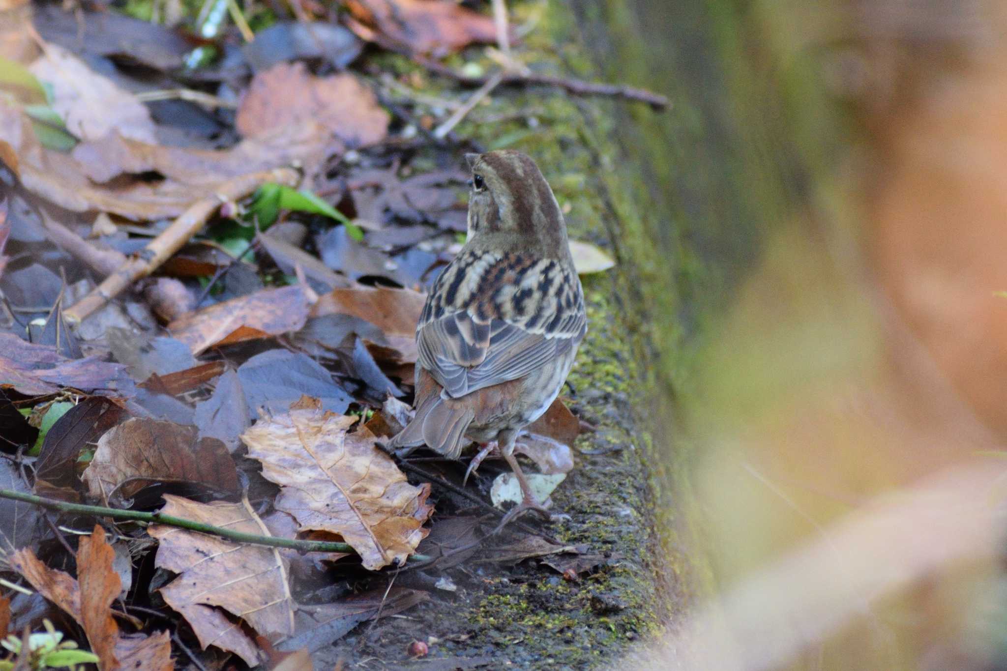 Photo of Grey Bunting at 生田緑地 by さすらう葦