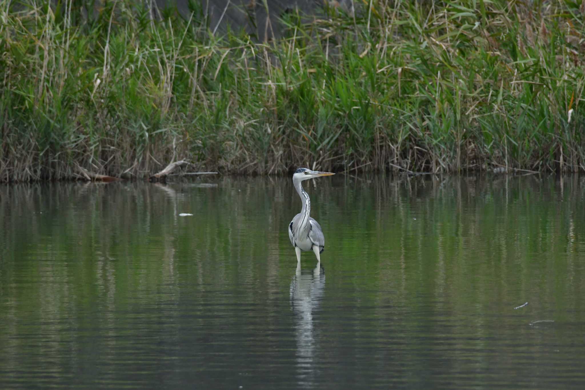 Photo of Grey Heron at 与根の三角池 by ashiro0817