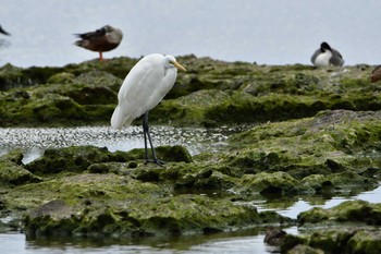 チュウサギ 米須海岸 2020年1月19日(日)