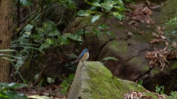 ルリビタキ 泉の森公園 2020年1月19日(日)