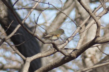 Red-flanked Bluetail 寺家 Sun, 1/19/2020