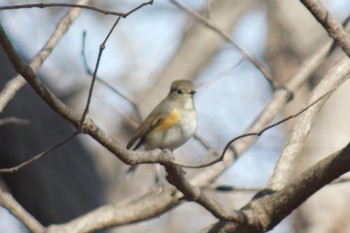 Red-flanked Bluetail 寺家 Sun, 1/19/2020