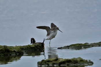 Common Greenshank 米須海岸 Sun, 1/19/2020