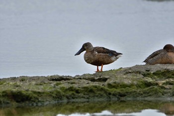 Northern Shoveler 米須海岸 Sun, 1/19/2020