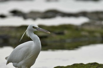 Little Egret 米須海岸 Sun, 1/19/2020