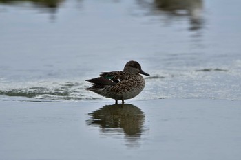 Eurasian Teal 米須海岸 Sun, 1/19/2020