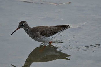 Common Redshank 与根の三角池周辺 Sun, 1/19/2020