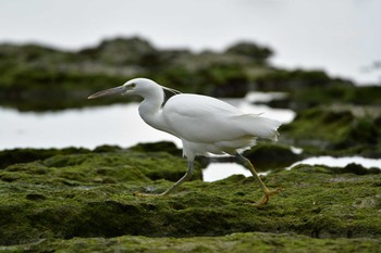 Little Egret 米須海岸 Sun, 1/19/2020