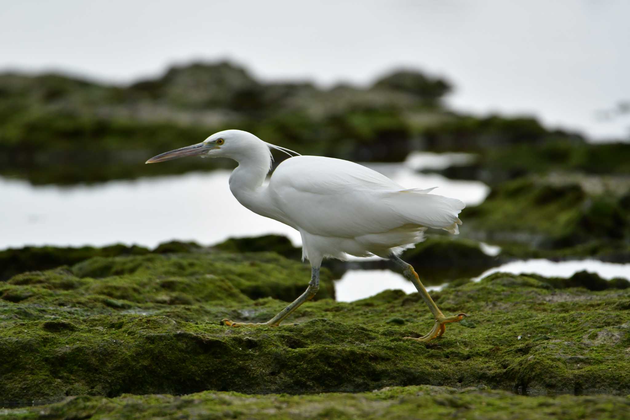 Photo of Little Egret at 米須海岸 by ashiro0817