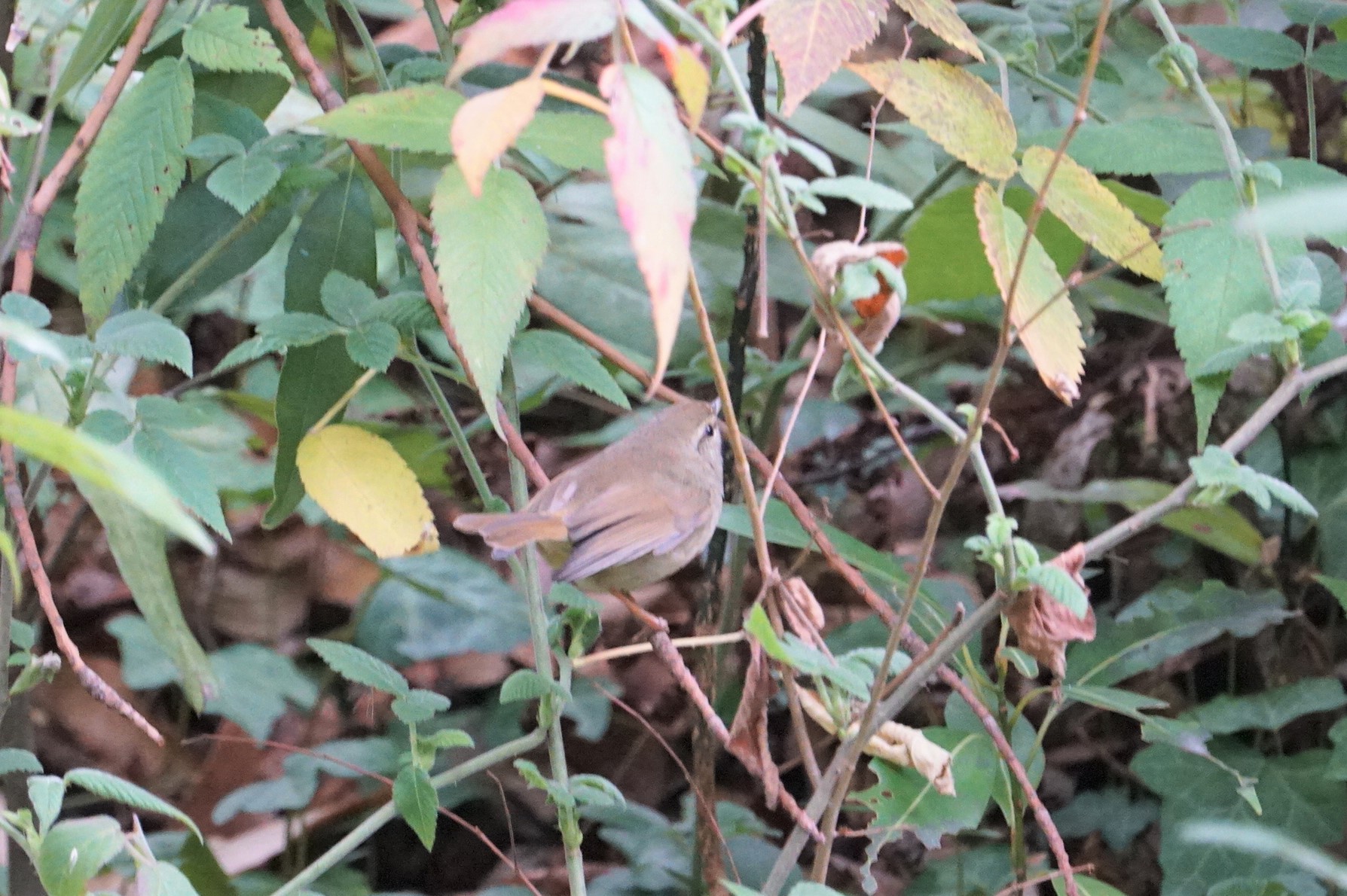 Photo of Japanese Bush Warbler at 昆陽池 by マル