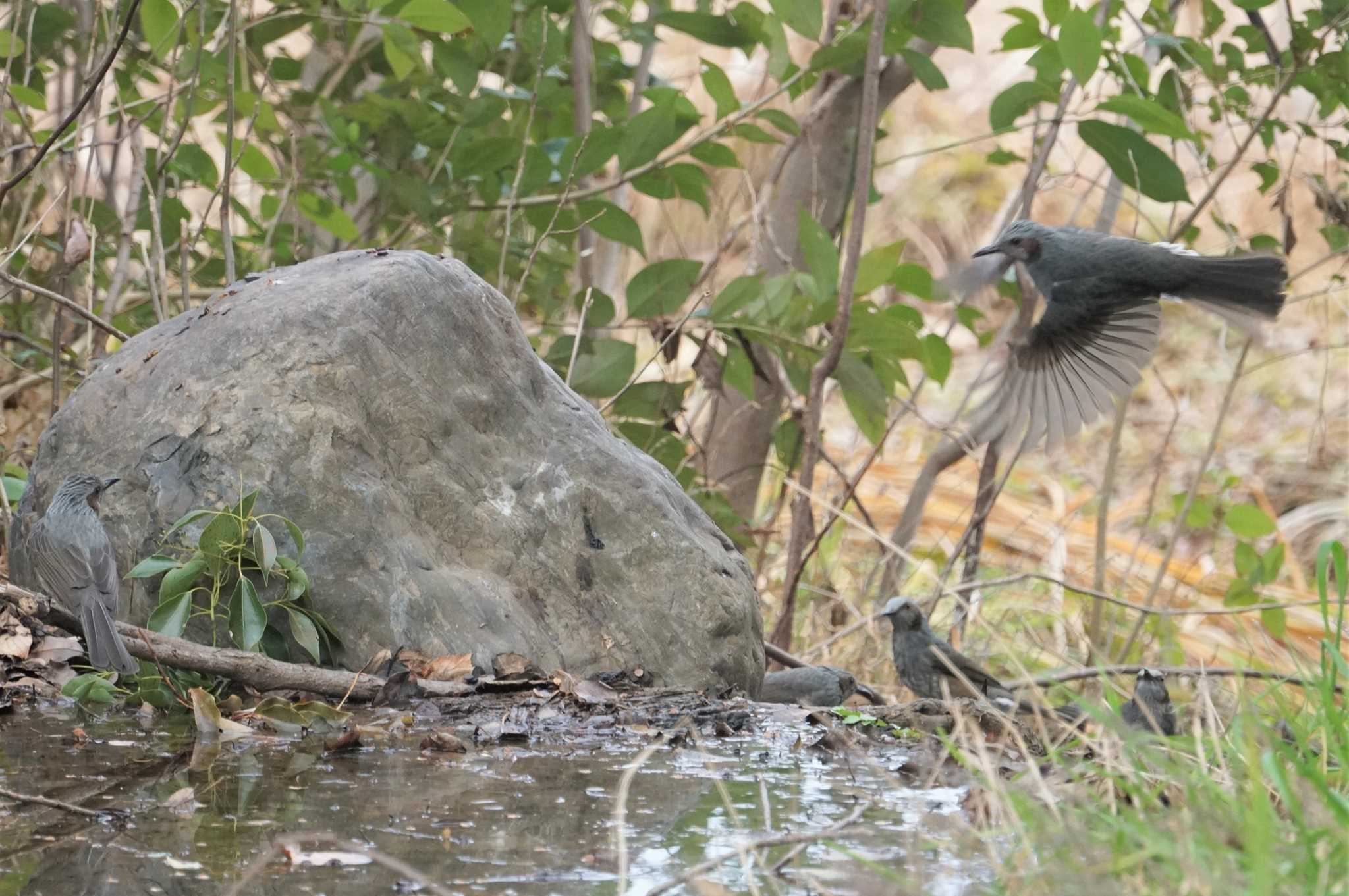 Brown-eared Bulbul