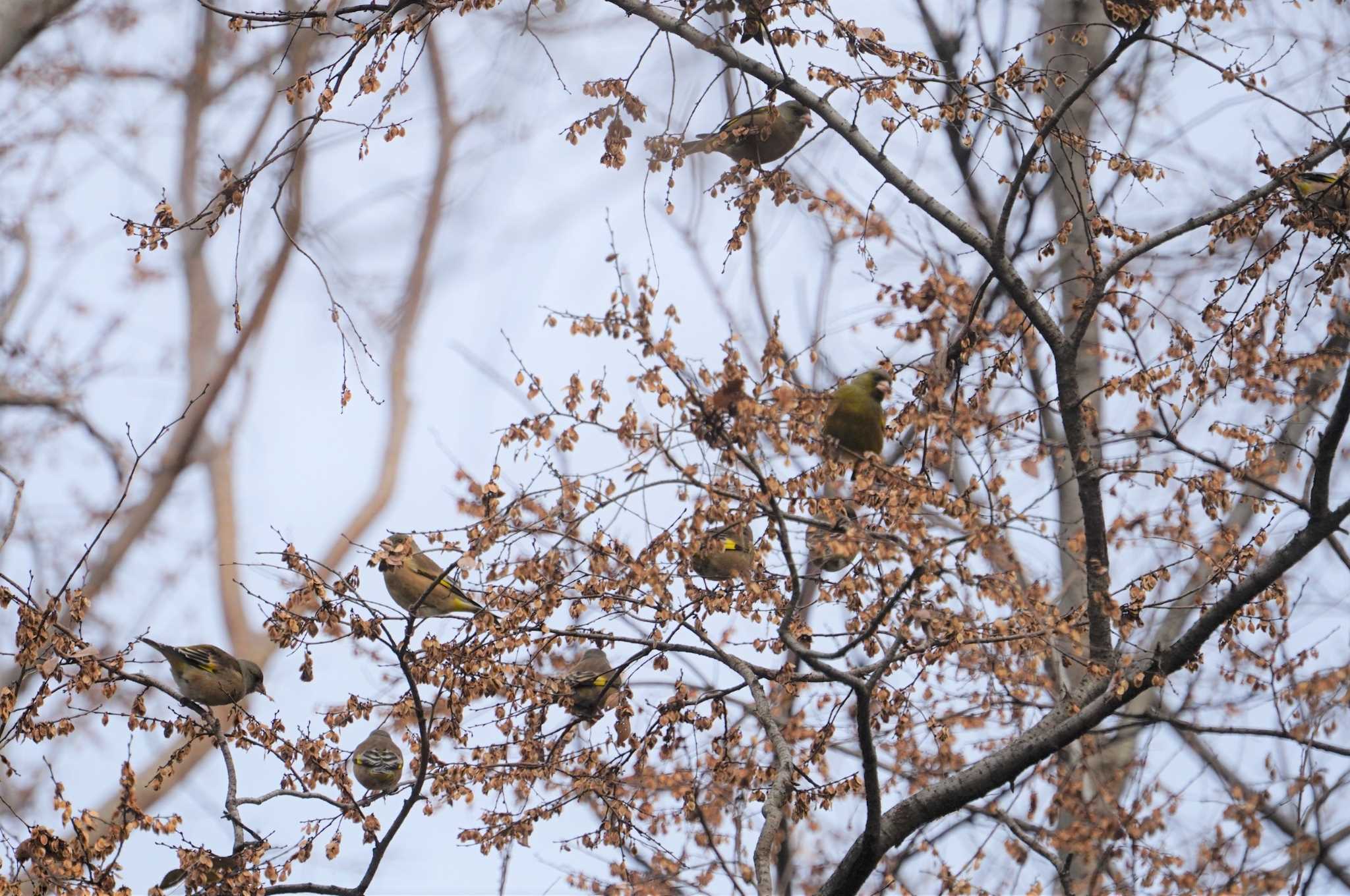 Grey-capped Greenfinch