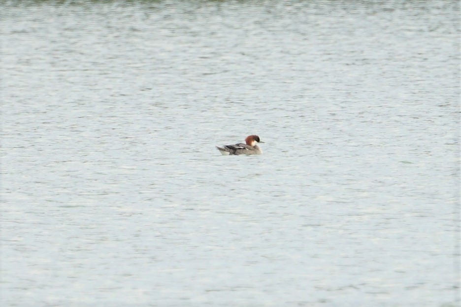 Smew