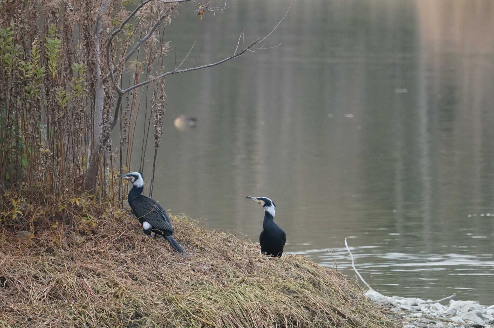 Great Cormorant