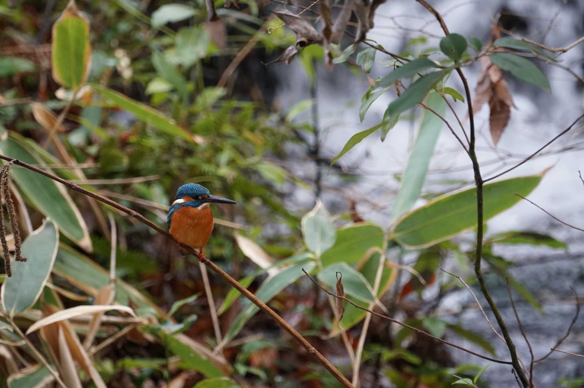 Common Kingfisher