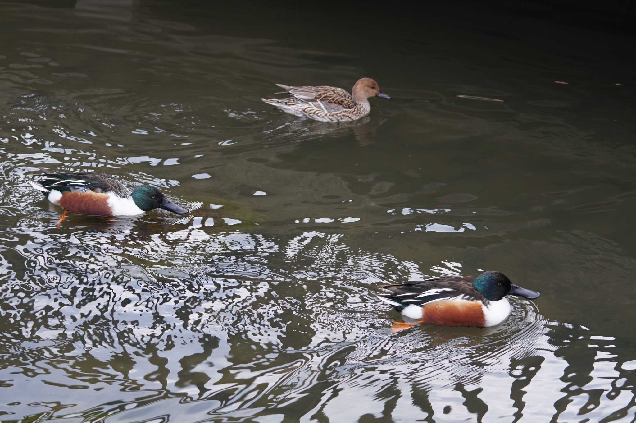 Northern Shoveler