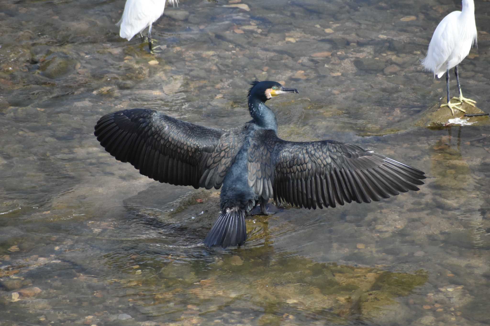 太宰府市御笠川 カワウの写真 by Nori