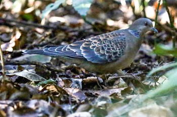 Oriental Turtle Dove Meiji Jingu(Meiji Shrine) Sun, 1/19/2020