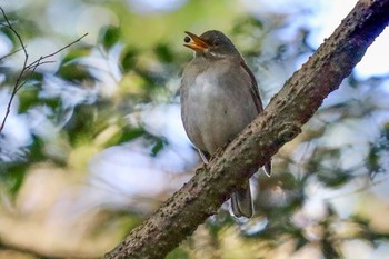 Pale Thrush Meiji Jingu(Meiji Shrine) Sun, 1/19/2020