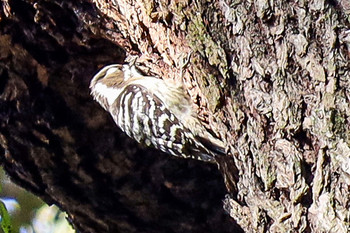 Japanese Pygmy Woodpecker Meiji Jingu(Meiji Shrine) Sun, 1/19/2020