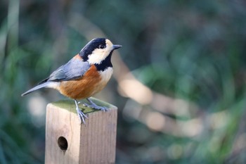 Varied Tit Meiji Jingu(Meiji Shrine) Sun, 1/19/2020