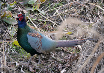 Green Pheasant 荒川生物生態園(東京都板橋区) Tue, 1/14/2020