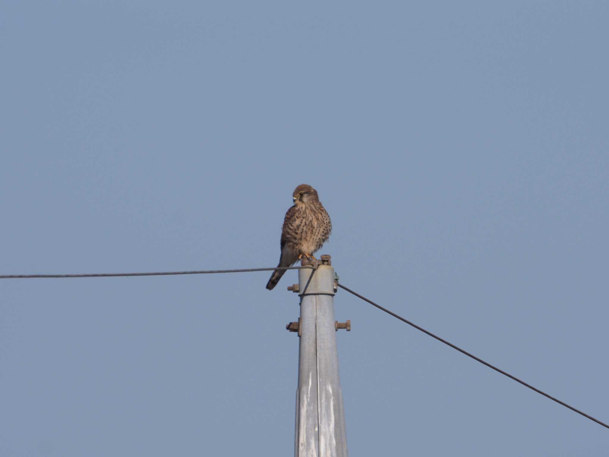 Photo of Common Kestrel at Inashiki by ふなきち