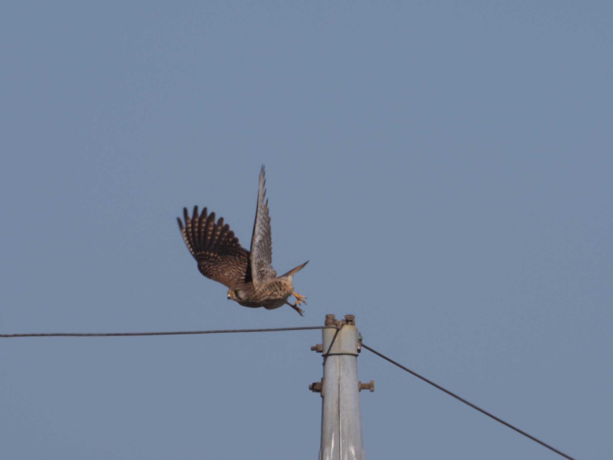 Photo of Common Kestrel at Inashiki by ふなきち