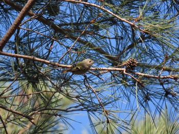 Goldcrest 千葉県 Tue, 1/14/2020