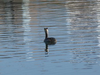 Great Crested Grebe Yatsu-higata Sun, 1/19/2020