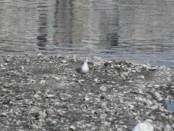 Saunders's Gull Yatsu-higata Sun, 1/19/2020