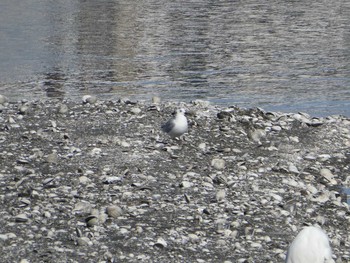 Saunders's Gull Yatsu-higata Sun, 1/19/2020