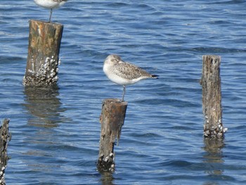 Grey Plover Yatsu-higata Sun, 1/19/2020