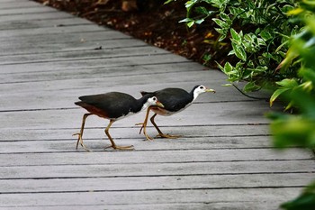 シロハラクイナ シンガポール植物園 2019年11月28日(木)