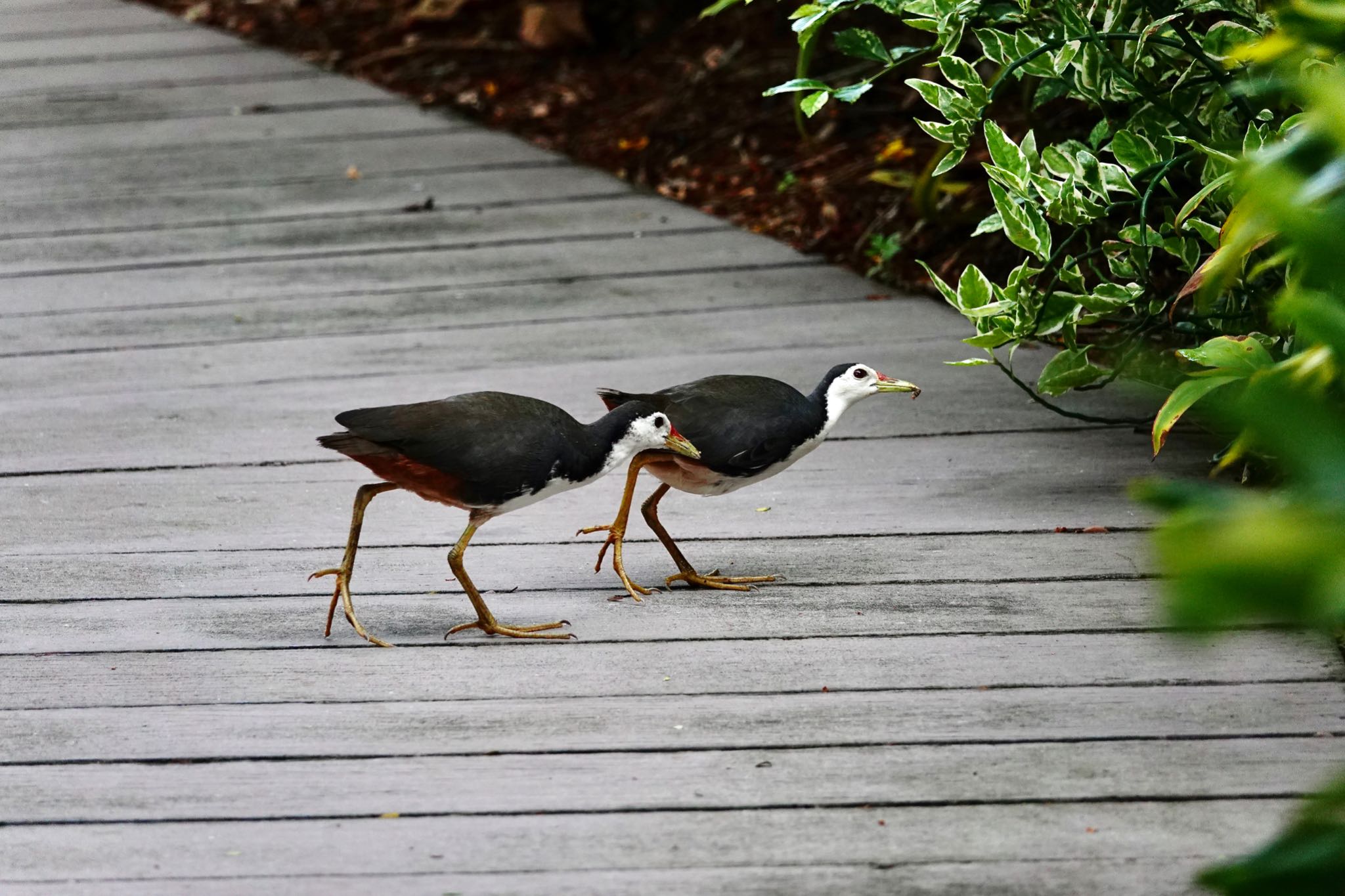 Photo of White-breasted Waterhen at Singapore Botanic Gardens by のどか