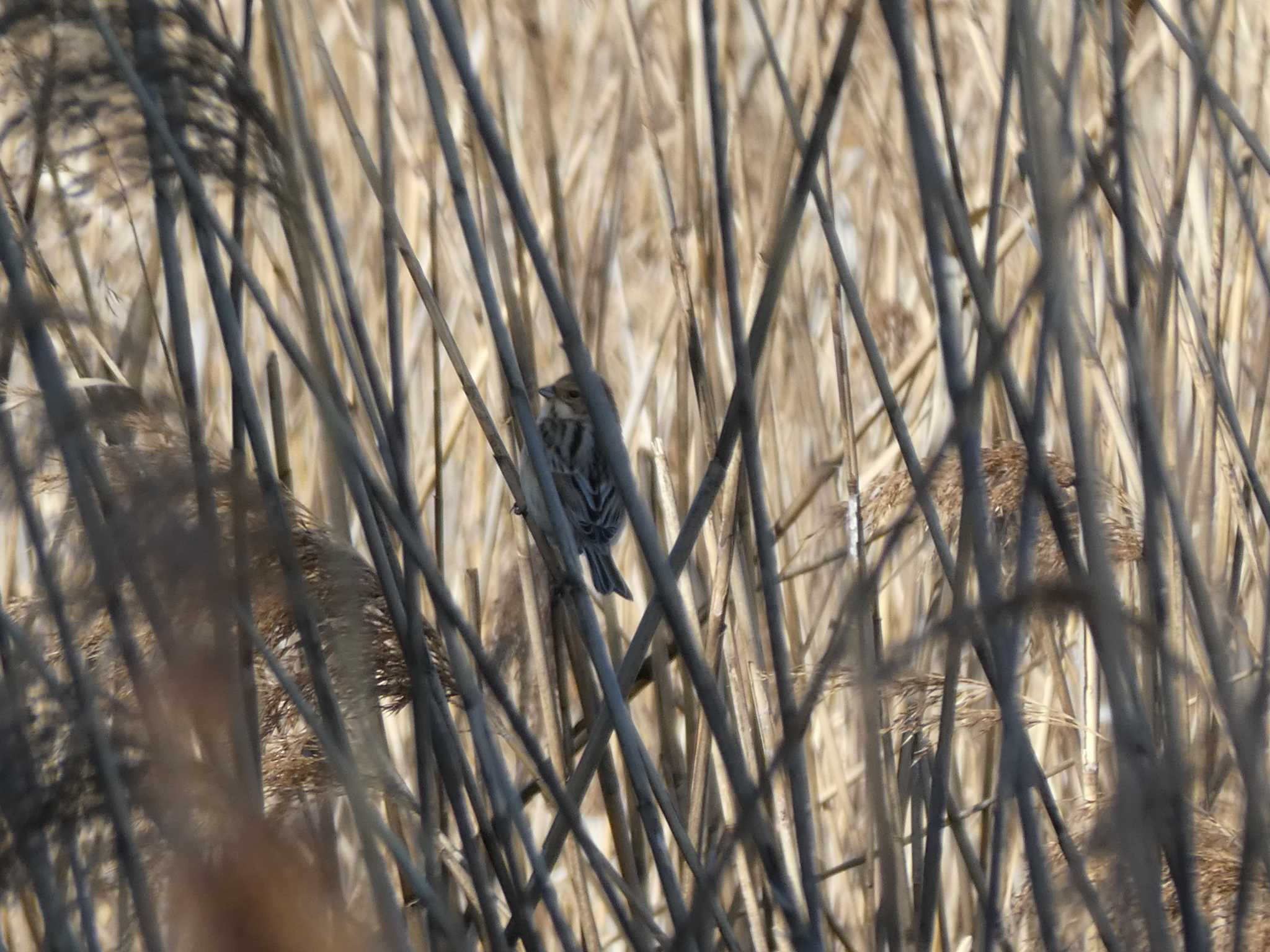 Photo of Common Reed Bunting at Yatsu-higata by Mr.Quiet