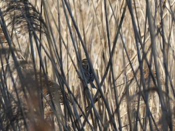 Common Reed Bunting Yatsu-higata Sun, 1/19/2020