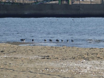 Eurasian Oystercatcher 茜浜 Sun, 1/19/2020