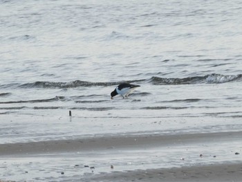 Eurasian Oystercatcher 茜浜 Sun, 1/19/2020