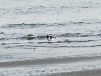 Eurasian Oystercatcher 茜浜 Sun, 1/19/2020