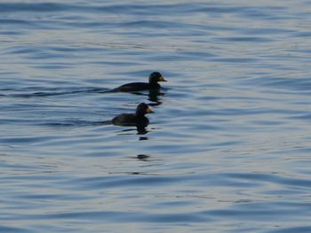 Black Scoter 茜浜 Sun, 1/19/2020