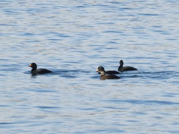 Black Scoter 茜浜 Sun, 1/19/2020